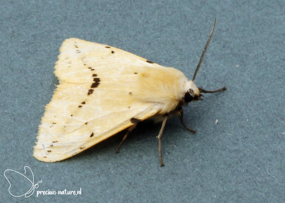 DurkSchakel's tweet photo. #geletijger #BuffErmine #NaturePhotography #natuurfotografie #naturelover #natuurinnederland #nanana #moths https://t.co/GtfgXbwUFy