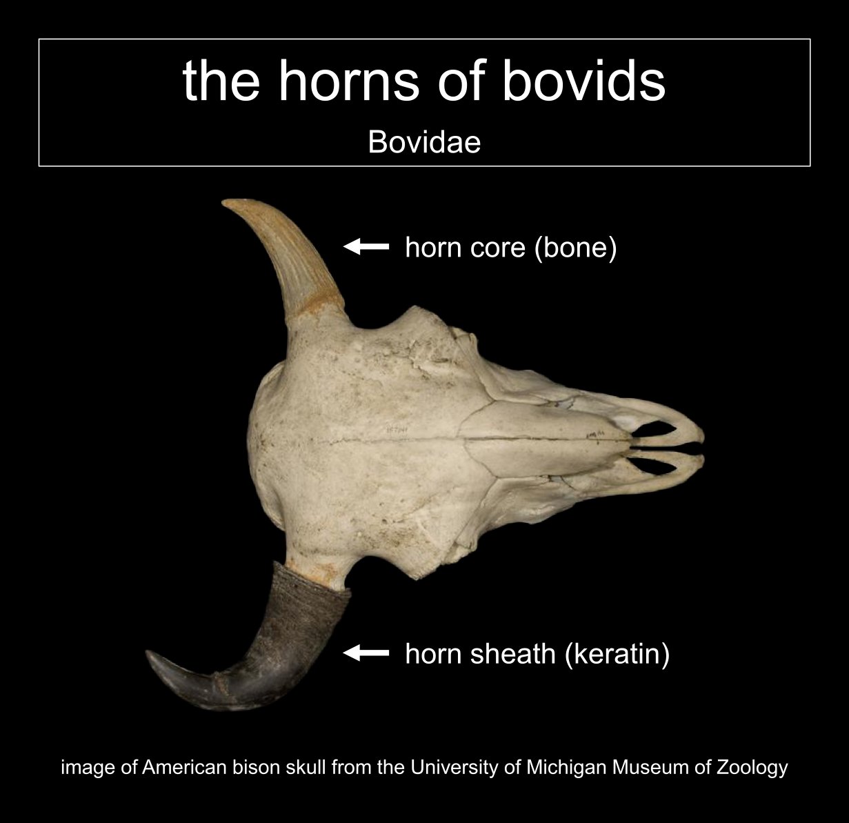 Rebecca Hawkins on Twitter "There are many different types of horns