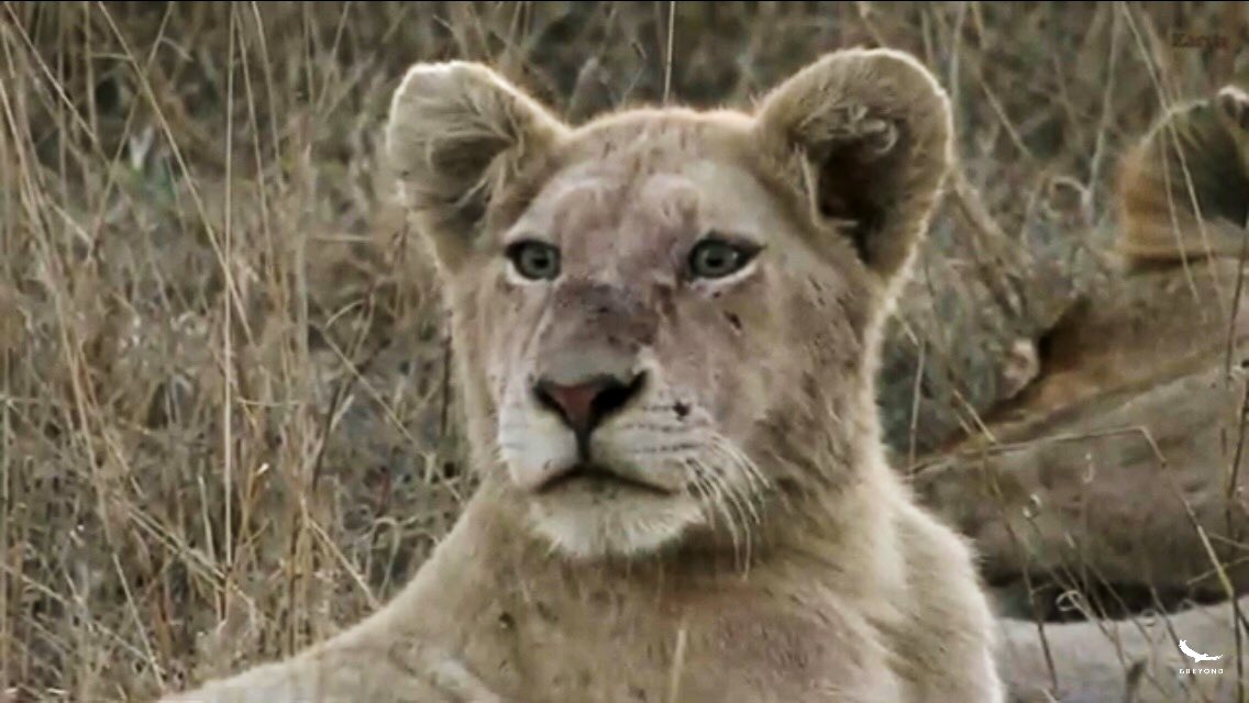 IsaBe11940's tweet image. Adorable faces .~ #wildearth