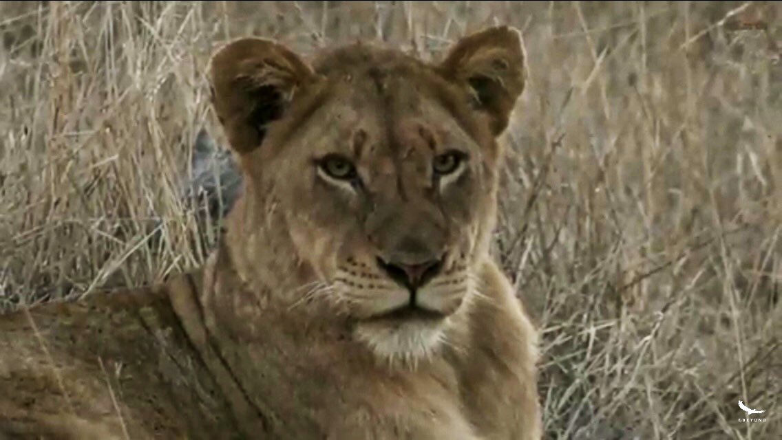 IsaBe11940's tweet image. Adorable faces .~ #wildearth