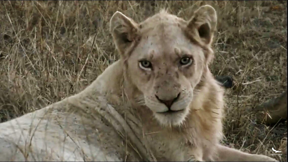IsaBe11940's tweet image. Adorable faces .~ #wildearth