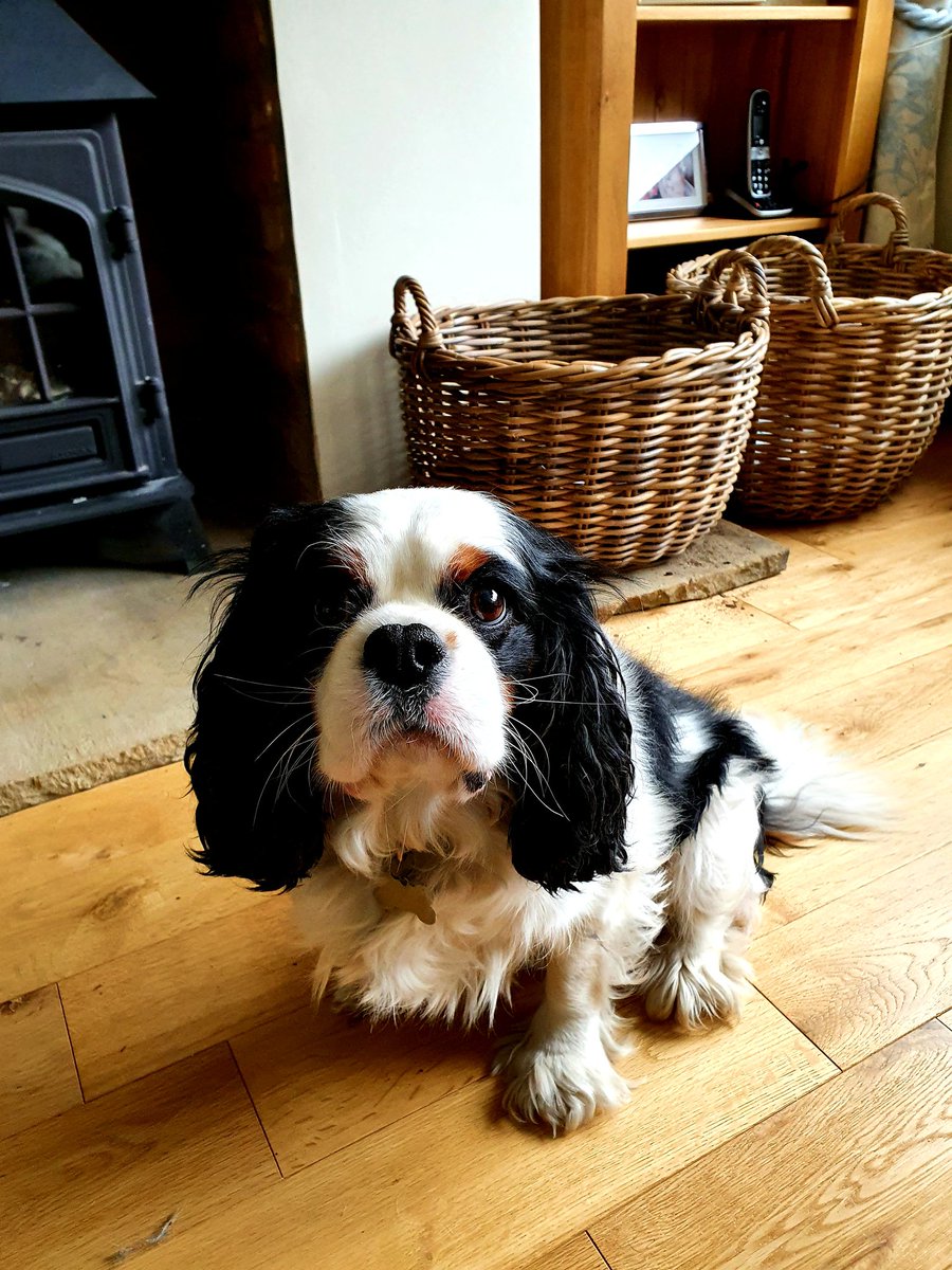 MelAnnieKn's tweet photo. @ProfKarolSikora Meet Harvey 😍- he always looks so sad ! https://t.co/cMpiL6b2u2