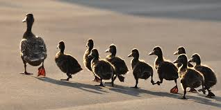 MichLHarvey's tweet photo. If you're perceived as a follower you have to work harder to change that &amp; be seen as a leader thru actions. A difference between leaders &amp; followers is that leaders know when to lead and when to follow. #stopbeingsheep #takecharge #lead #leadership #goodleadersbuildbetterleaders https://t.co/ULEREi7bzr