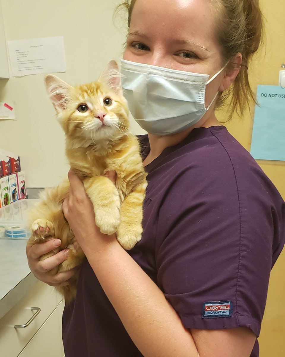Finlee was such a good boy and was exploring the hospital during his physical! #kitten #orangekittens #veterinarymedicine #vvc