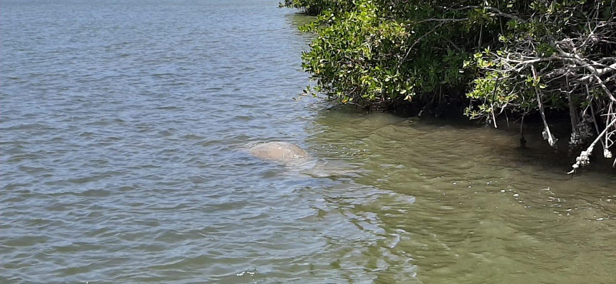 DRNAGPR's tweet image. Hoy encontramos muerto en Boquerón, un manatí macho adulto de 10 pies. Murió por impacto en el costado derecho y cabeza. Tenía comida en la boca lo que significa que al momento del impacto estaba comiendo.🛥️ Exhortamos a todos los nautas a que sigan las leyes de navegación.