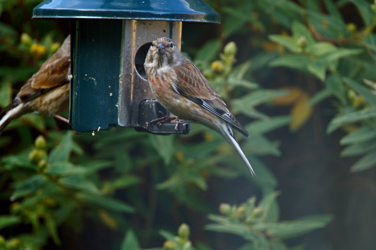 Ivimartha's tweet image. Can someone tell me what kind of bird this is? First time I have ever seen it on my birdfeeder @BBCSpringwatch