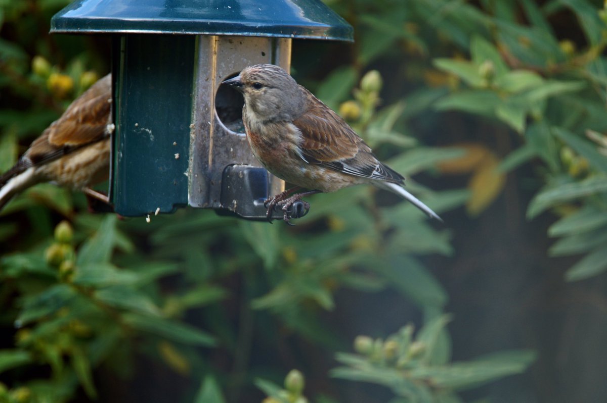 Ivimartha's tweet image. Can someone tell me what kind of bird this is? First time I have ever seen it on my birdfeeder @BBCSpringwatch