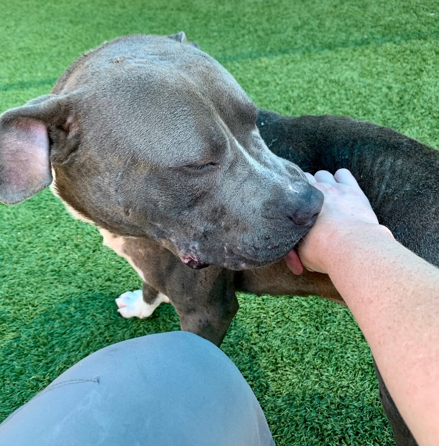 DallasShelter's tweet photo. Bauer is looking for a balanced relationship in his forever human: you scratch, he'll kiss! π
Interested in adopting this very good boy? Visit https://t.co/4tPgHSNvbE to apply for his forever kisses. #SaveLivesWhileSocialDistancing https://t.co/7lIk8a7t4W