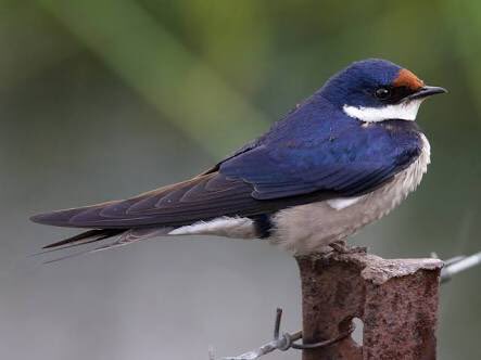 Burung Layang Layang In English - kanscall