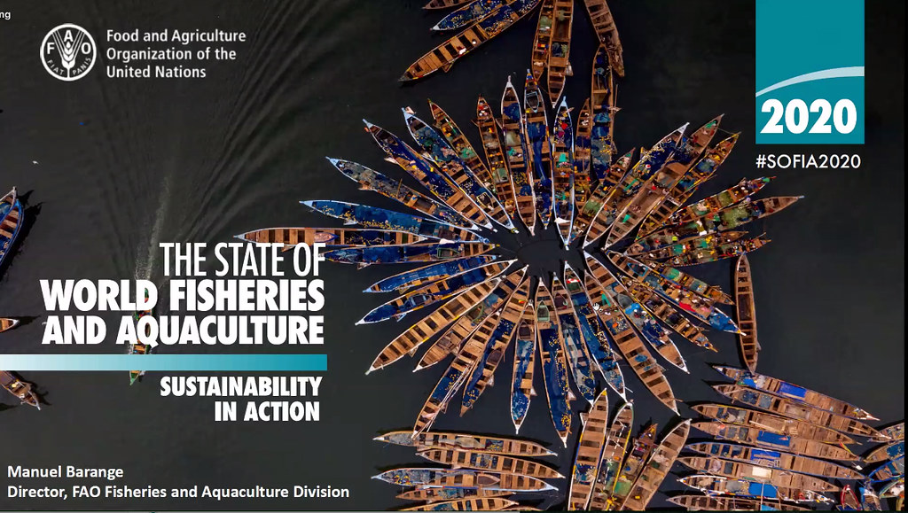 FAODG's tweet photo. On #OceansDay, we launched #SOFIA2020 Report. It clearly demonstrates that best conservation is modern sustainable mgt of marine resources. As we rebuild post-#COVID19, we must invest in fisheries &amp; aquaculture, which feeds billions &amp; supports livelihoods of 1/10 people globally. https://t.co/MYKLkXm1FS