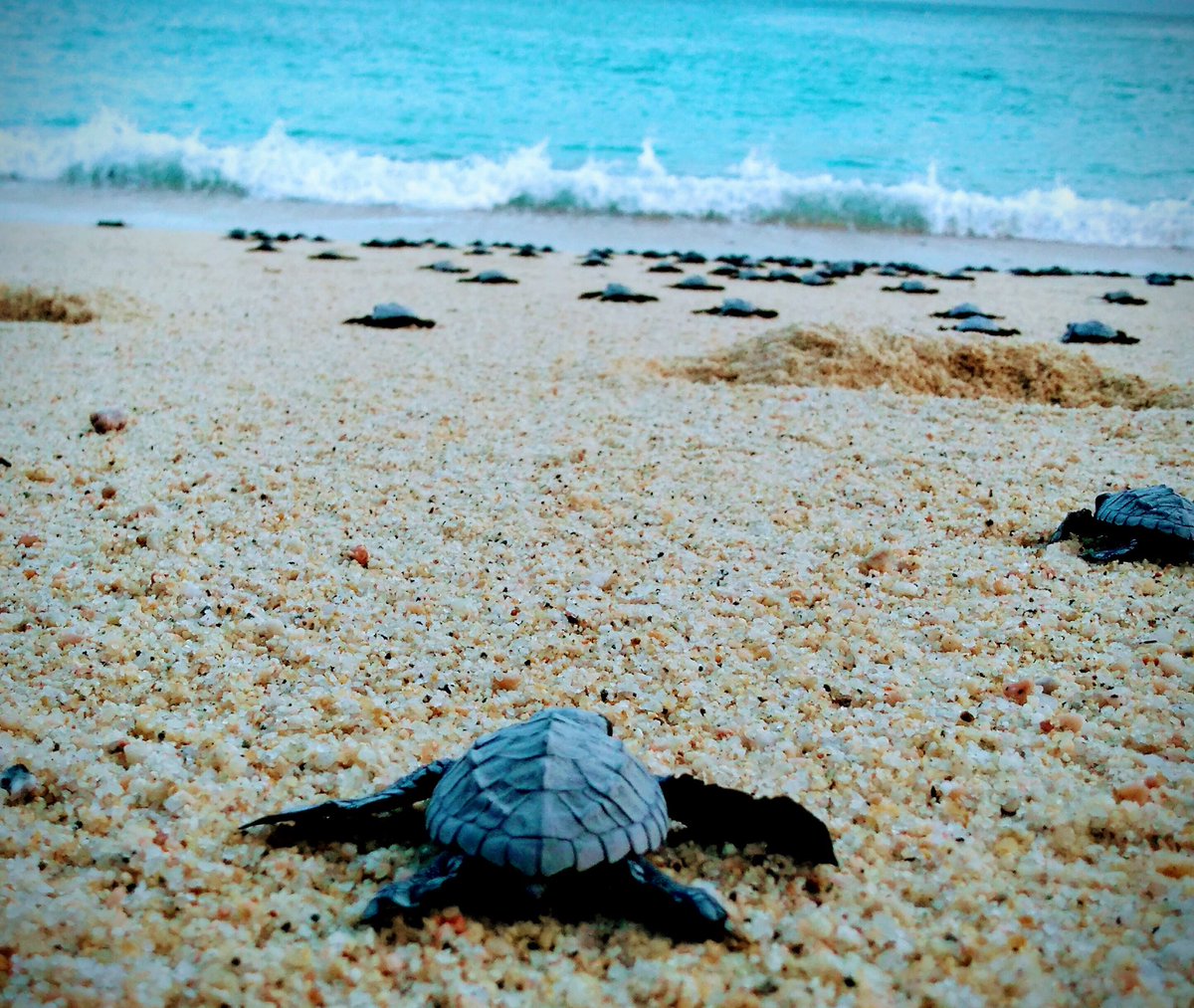 Protecting our natural environment is important to us at Hilton Los Cabos. That’s why we proudly help patrol the beachfront to ensure the sea turtles are able to lay and hatch their eggs safely during turtle season. #hiltonloscabos#worldoceansday#protectourhome