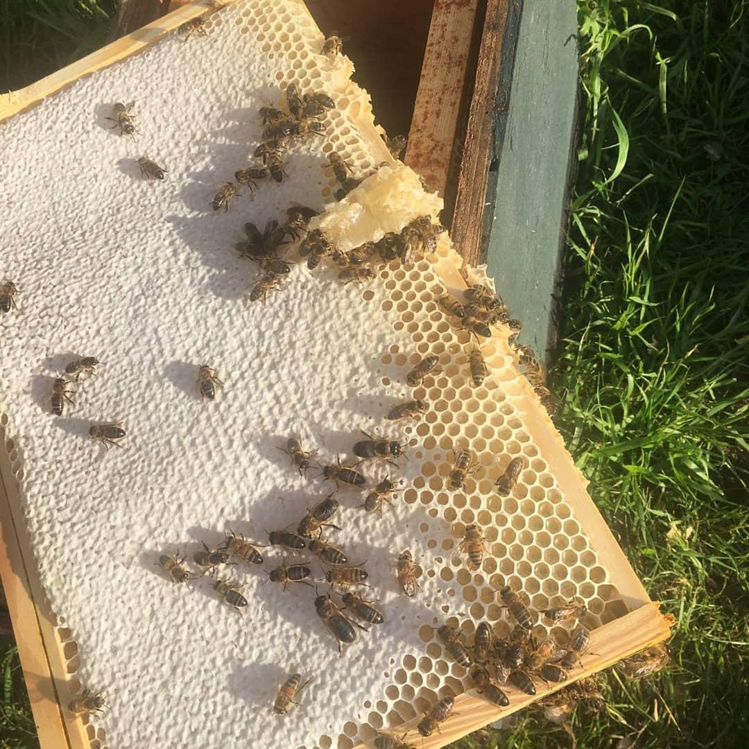 MilnaM4's tweet photo. Nuair atá na cealla líonta le mil, clúdaíonn siad iad le céir 🍯💛 #milnami #beacha #céir https://t.co/cgugQrZsbH