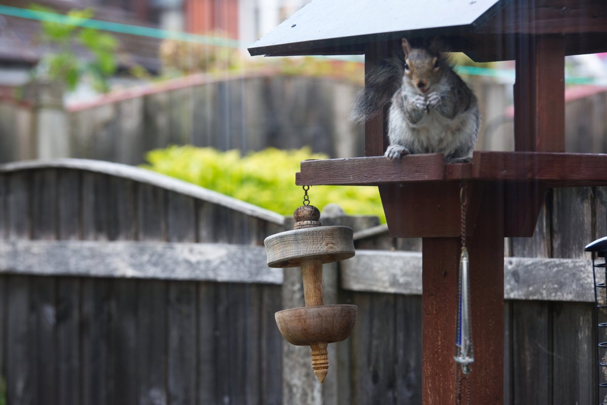 A Squirrels Tale...to see what happens next please go to our club website's Blog.