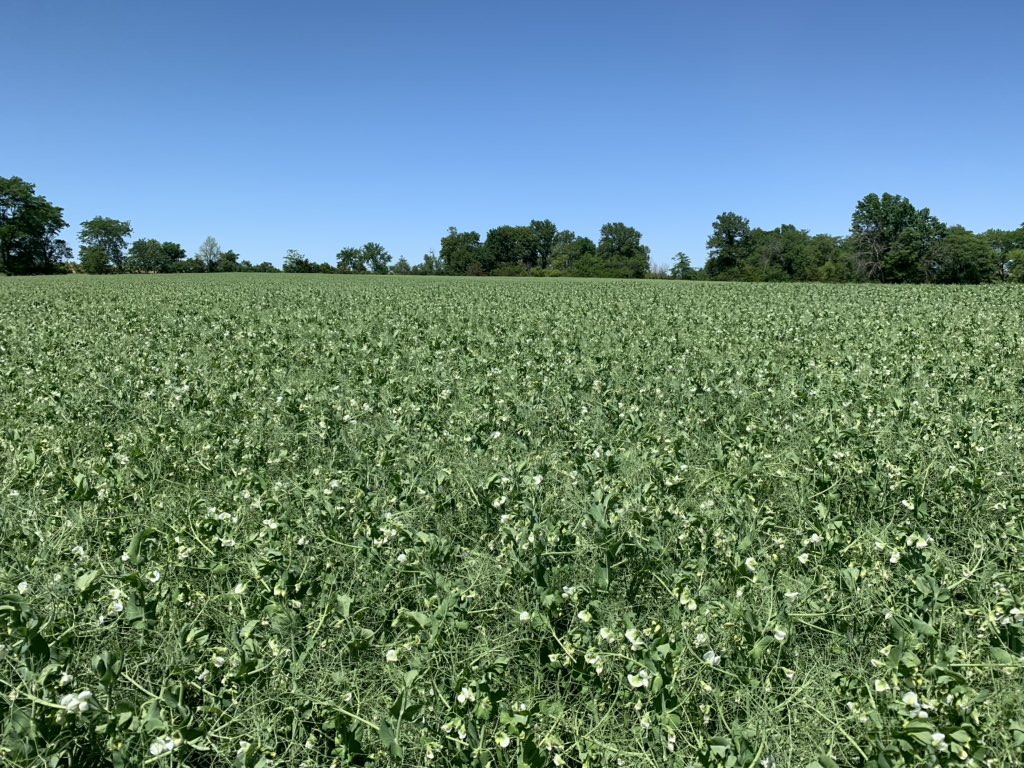 @PurisGrowers Check our these Organic Field Peas in SE Iowa!!! Adding Nitrogen, suppressing weed pressure and setting up for a double crop!!! #regenerativeagriculture #fullbloom