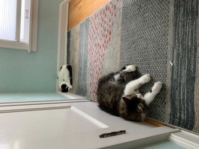Corner of house least reached by AC is obviously best place to nap