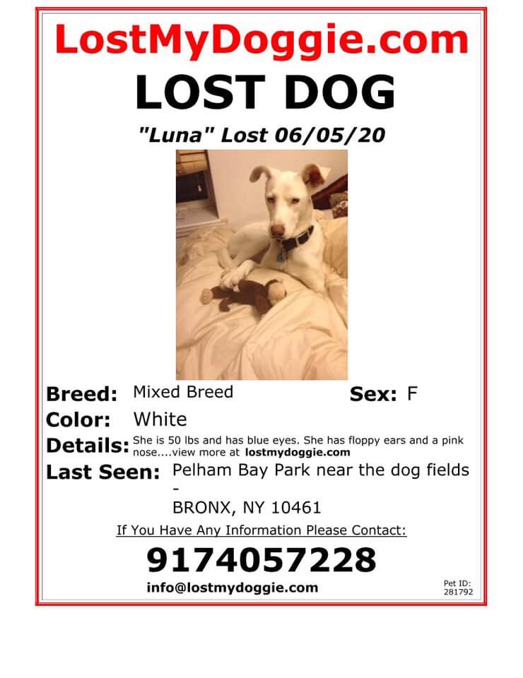 MtVernonAnimals's tweet photo. Missing in the Bronx. #lostdogs #bronxlostdogs https://t.co/M7fSRhSNz6