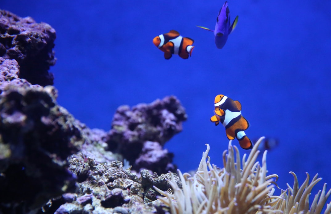 _BlueSolutions's tweet photo. in celebration of #WorldOceansDay we are shedding a light on the @WorldResources #bluesolution on overfishing and unchecked tourism activities. Read about how change was achieved through a ban on offshore drilling and fishing regulations! #ProtectOurHome 🐟https://t.co/sJjVads5tk https://t.co/7iaQ1rVCxe