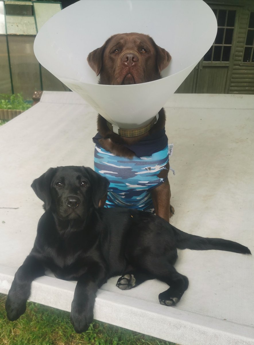 Bixby00378599's tweet photo. I's was admiring my scar earlier when I's found some cotton to bite, it hurted and got taken back to vet lady by Dad who had gone white. I's got this lovely big necklace to wear for a bit #notembarrased #trendsetter https://t.co/59ykV1mGhW