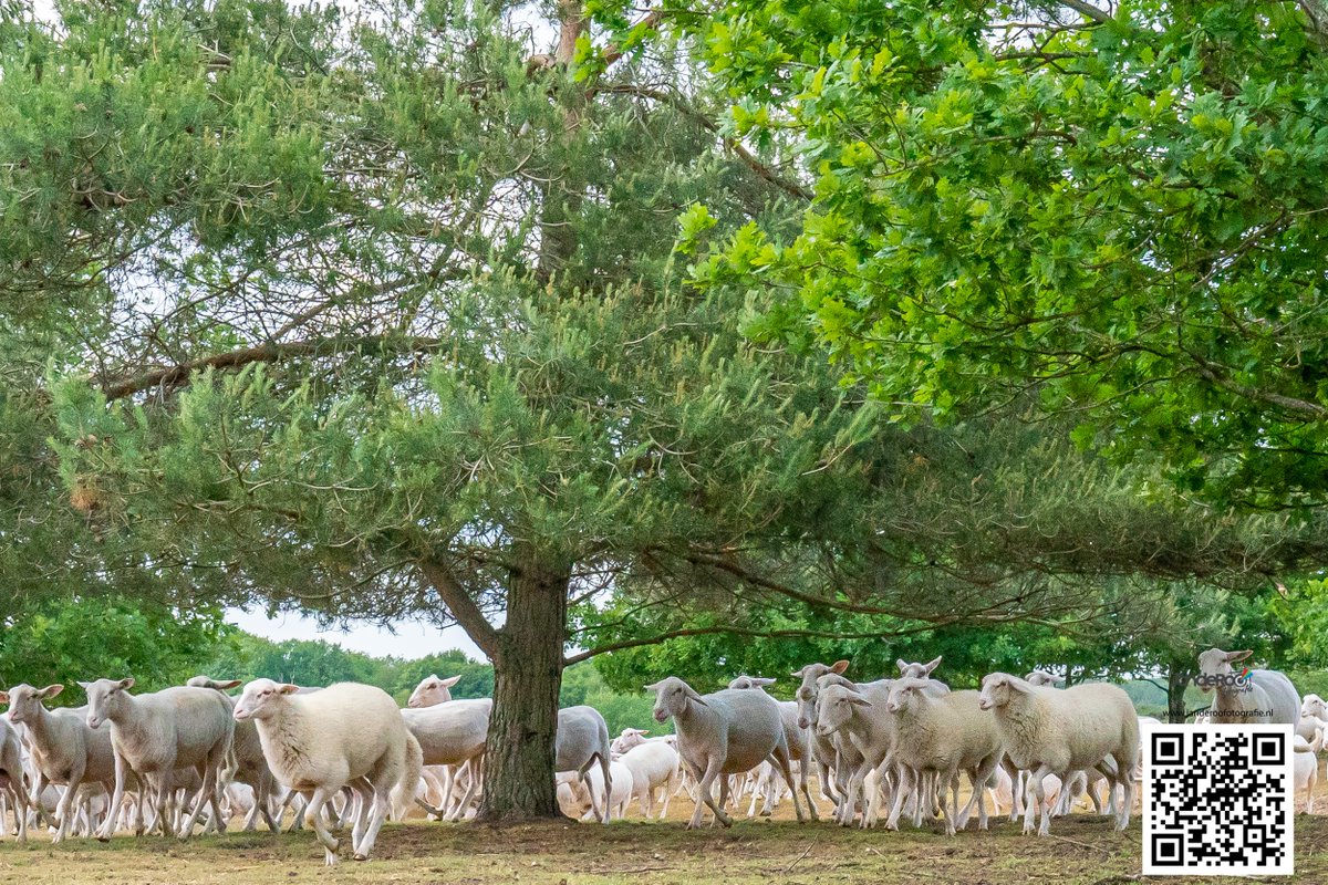 Zaterdag zou het jaarlijkse #schaapscheerdesfeest zijn gehouden bij #schaapskooiermelo Toch maar even wat foto's gemaakt van schapen en omgeving #ermeloseheide