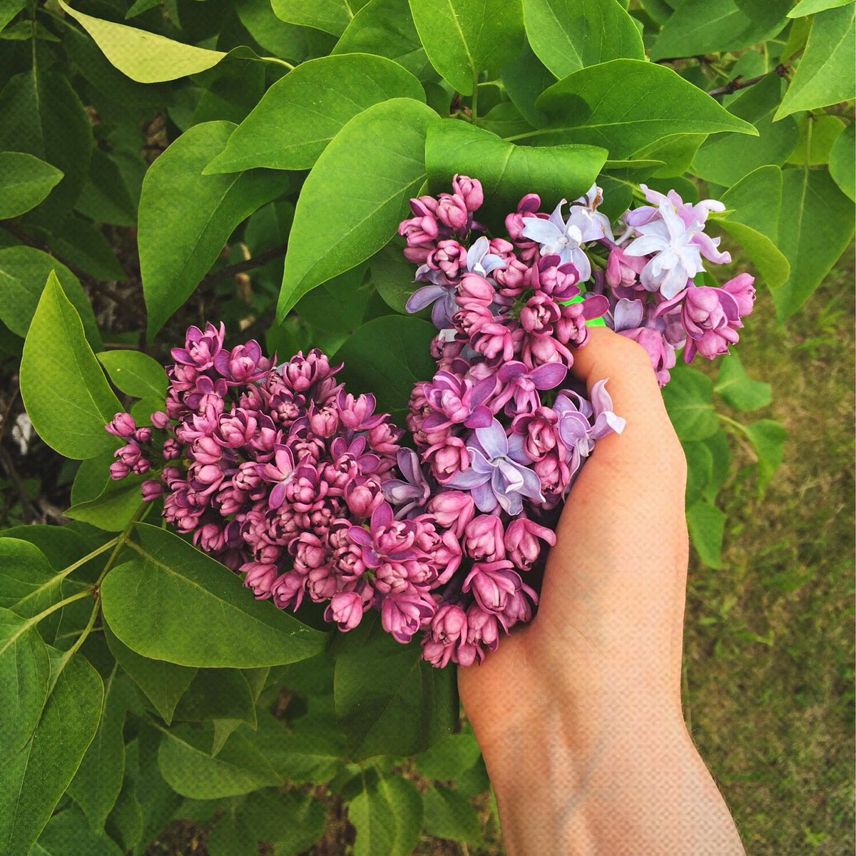 CurlyParsley's tweet photo. Любовь-это красиво 💜💚 https://t.co/Y86CEXYbIa