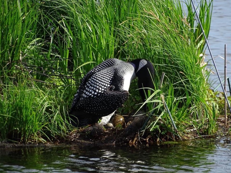 MFI_ISLANDS's tweet photo. A mother loon turning her eggs on a floating island.  We are looking forward to seeing these little babies hatch soon! https://t.co/aV56rpbDLh