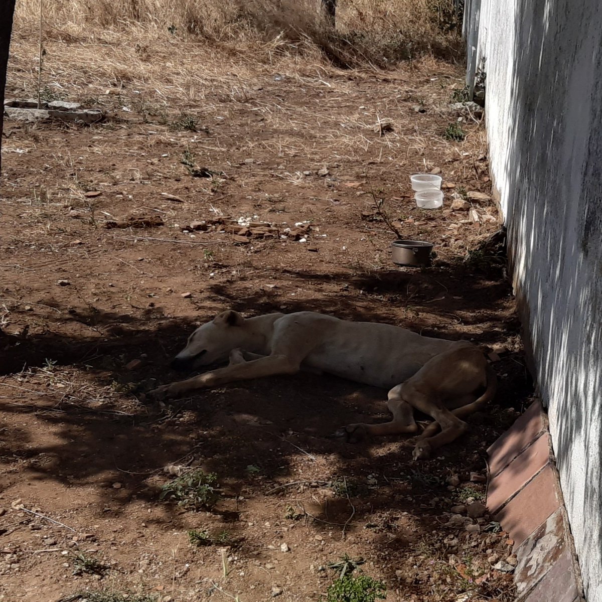 vygotskyAna's tweet photo. Perro abandonado hace unos días en la zona de tierno galvan, en el descampado de la asociación síndrome de down @acudame @Batallon_Merida. https://t.co/lIgUCeW7iT