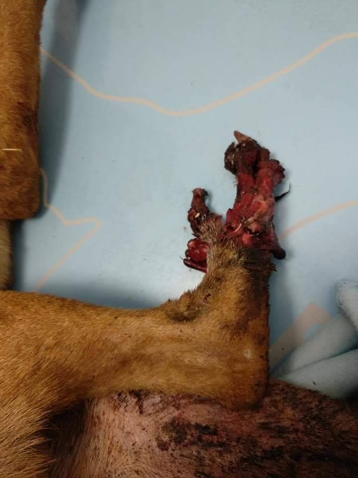 siviaromera1's tweet photo. AVISO IMAGENES FUERTES HUELVA 
PROTECTORA PUNTANIMALS
Esto es lo que pasa cuando se abandonan animales, cuando no hay leyes
Podenco atropellado por un tren si no lo ven se hubiese quedado agonizando
Esta ingresado grave perderá su pata está destrozada
Abro hilo👇 https://t.co/aCDOpulFpM