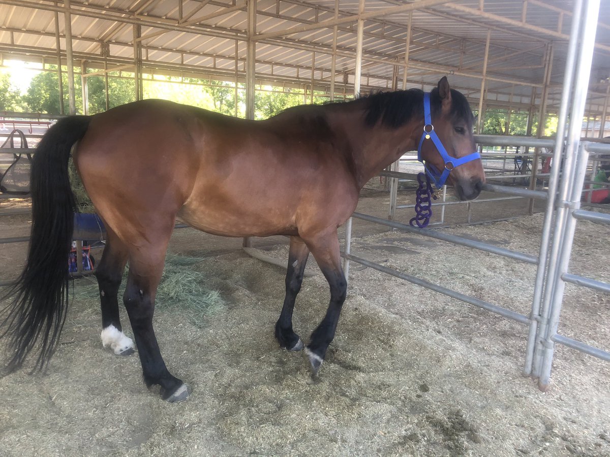 AnnEveDingell's tweet photo. I know I am biased but my Meatball is the kindest and handsomest boy. #ILoveBayButts #magnumthehorse #halfdraft #percheron #thoroughbred #bayhorses #bayhorsesofinstagram #hunterjumper #equestrian #equestrianlife #barn #englishriding https://t.co/nHHPedRgu4