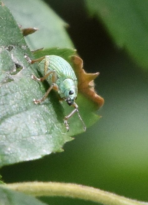 DaveyManMcG's tweet photo. A little green weevil lurking in the garden undergrowth this afternoon for #worldcoleopteraweekend OK we know it's Monday. Possibly Phyllobius sp https://t.co/k9Zotetl6d