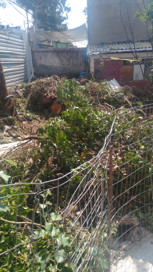 CesarCortesE1's tweet photo. Vecina solicita el retiro de arbol que cayo por la madrugada en su casa en Calle Abasolo 105 San Mateo Tlaltenango (frente a la ferretería Tamayo). 
Nos podrian apoyar de manera urgente 🙏🏼@AlcCuajimalpa @AdrianRubalcava @atencionAlcaldi @CuajimalpaDERN1 https://t.co/zyUvXMCBfo