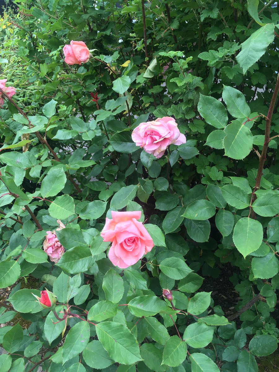 natalieroddis's tweet photo. #30DaysWild at @UHDBSustain @30DaysWild @WildlifeTrusts https://t.co/EtSojsfFwg