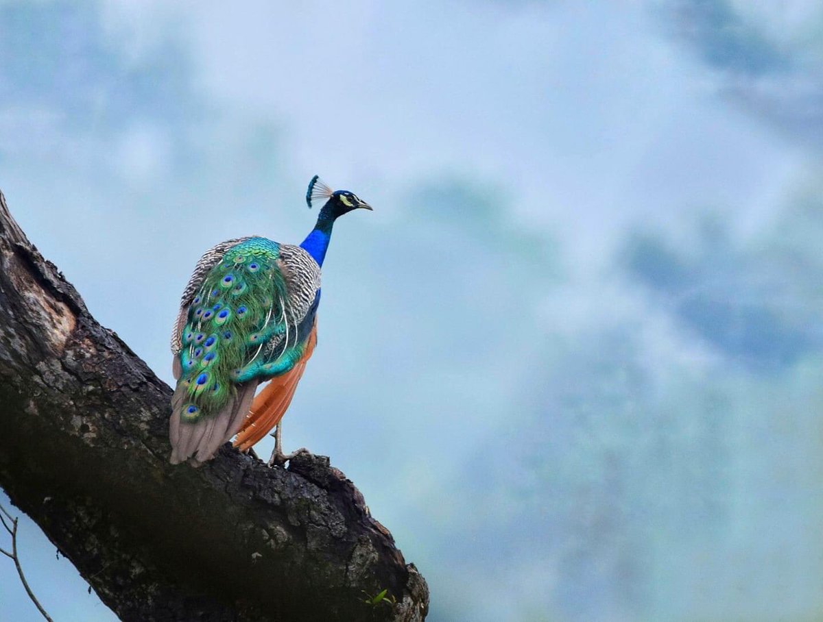 BirdsofBhutan's tweet photo. Indian Peafowl
Sarpang, Bhutan 

Photographer Tendel Wangdi https://t.co/90e31YO8Ie