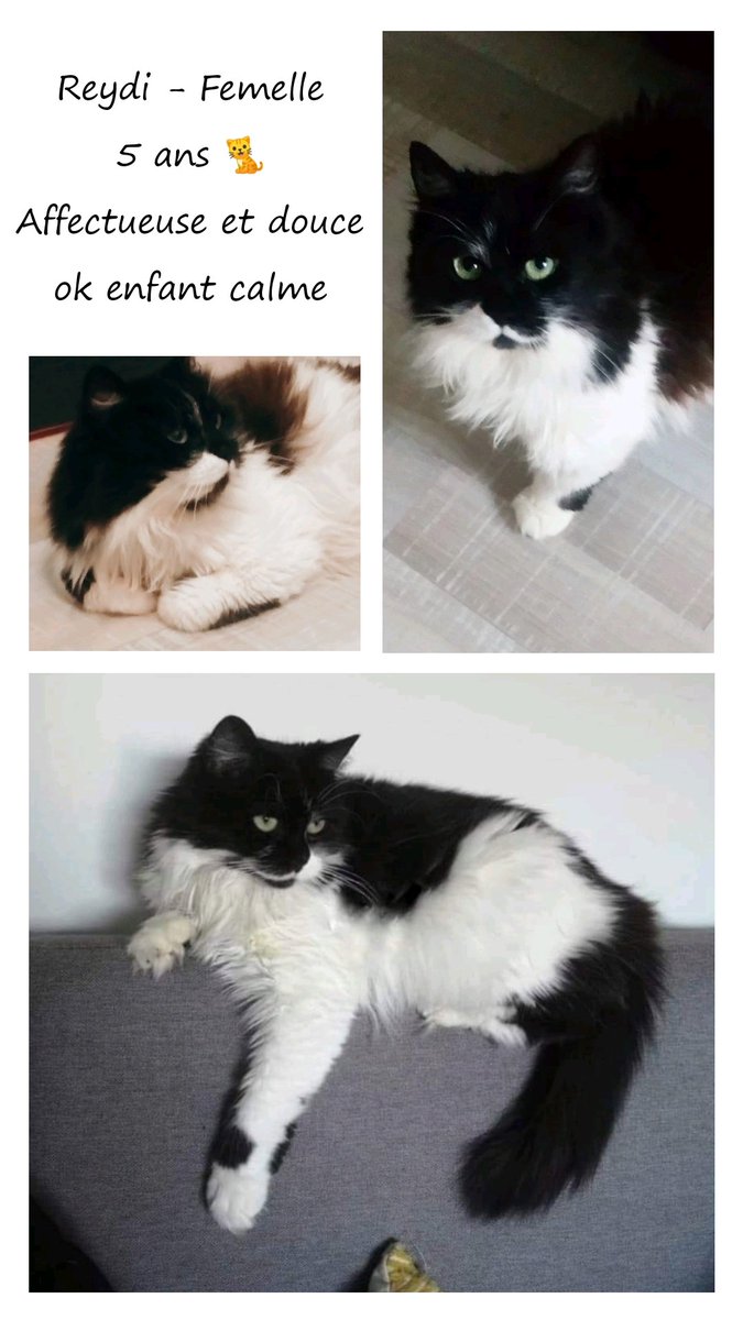 Sauvetage et Chats en Détresse tweet media