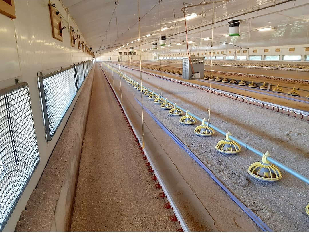 Setting up day! Attention to detail helps us give our new chicks the best start 🐥
 #poultry #ilovechicken #buybritish #broiler #chicks #chicken #chickenshed #ukfarming #farminguk #broilers #broilerfarming #foodarmy #justfarmersuk #chickensoftwitter