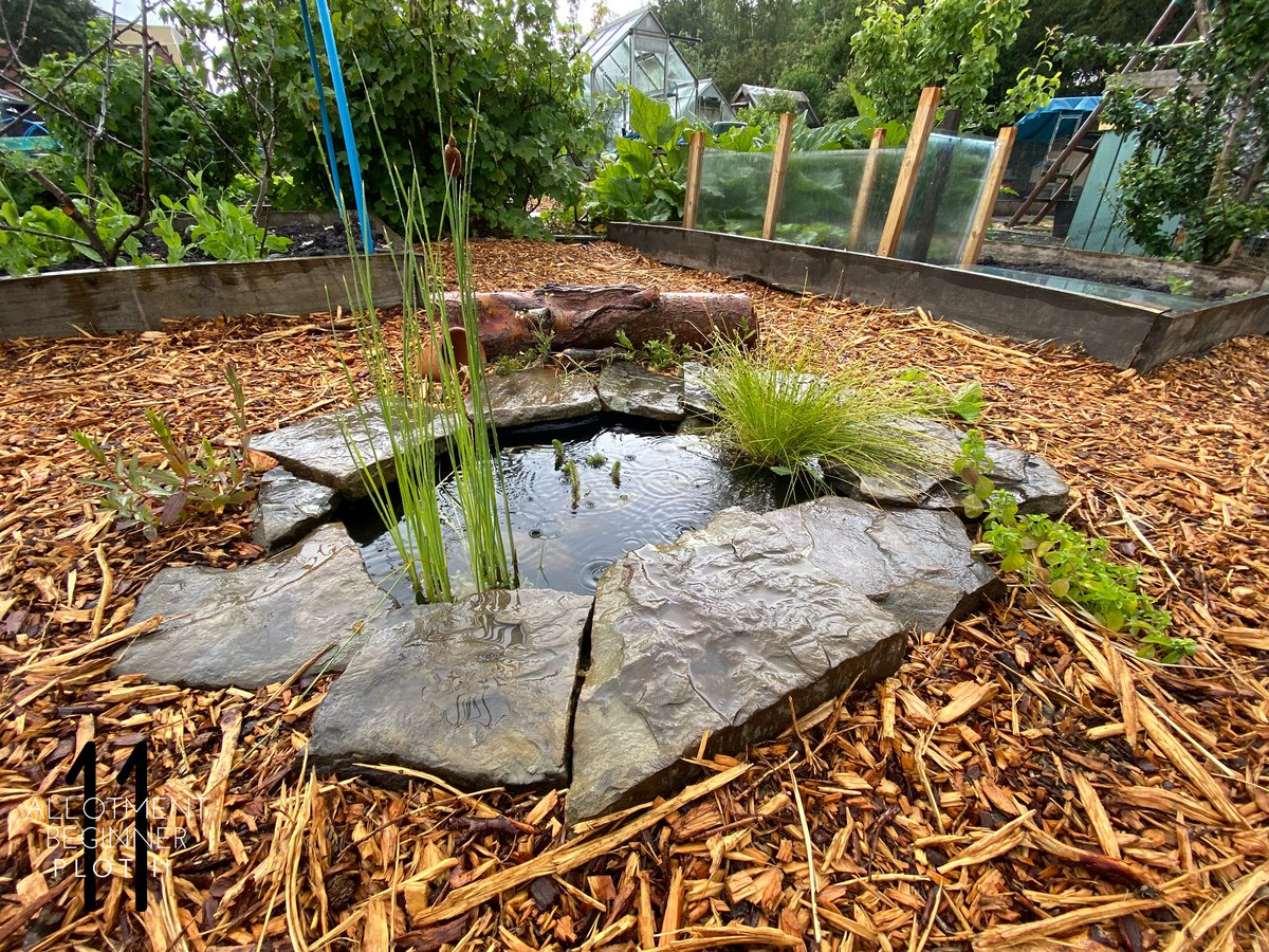 AllotmentPlot11's tweet image. The pond is full again... 😁 So that’s quite enough Rain now, if we can revert to bright and sunny that would be great! 🤣

Yep I’m never happy! 

#Allotment #Allotmentlife #FamilyPlot #love #gyo #greenhouse #shed #pottingshed #Plot11 #AllotmentBeginner #pond #rain