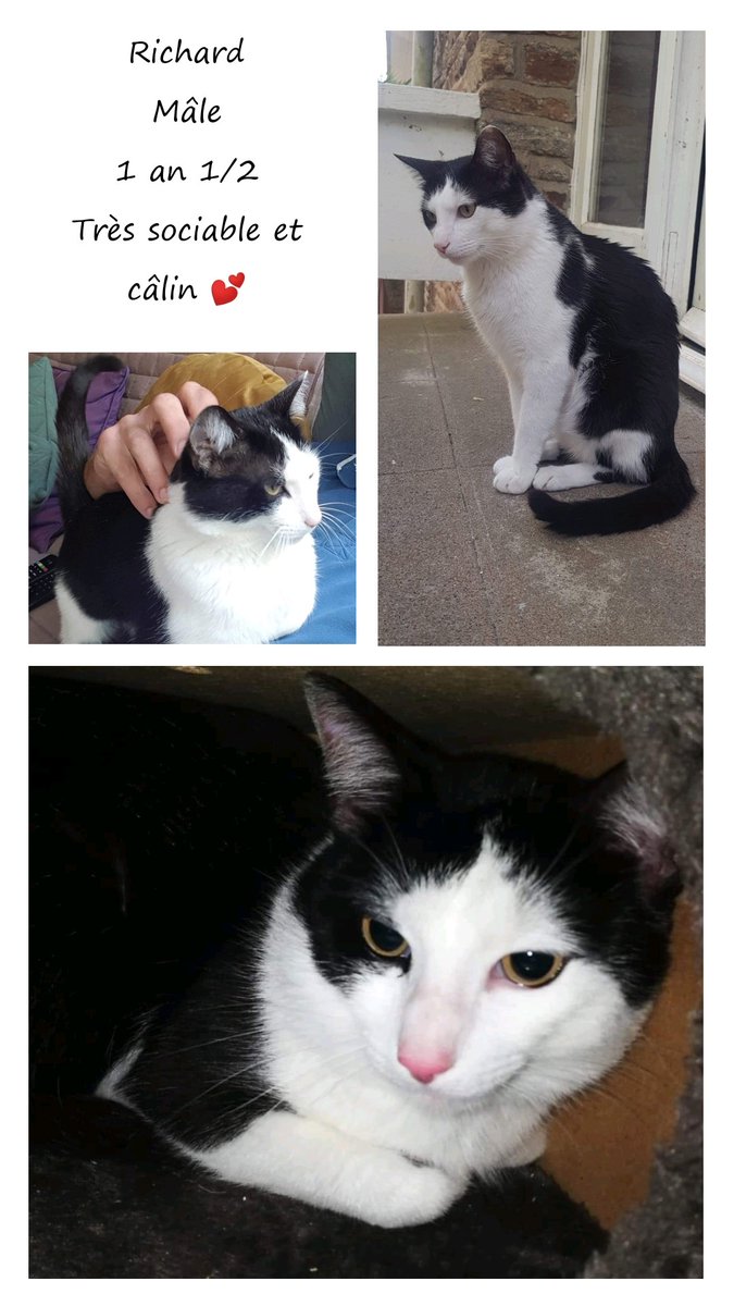 Sauvetage et Chats en Détresse tweet media