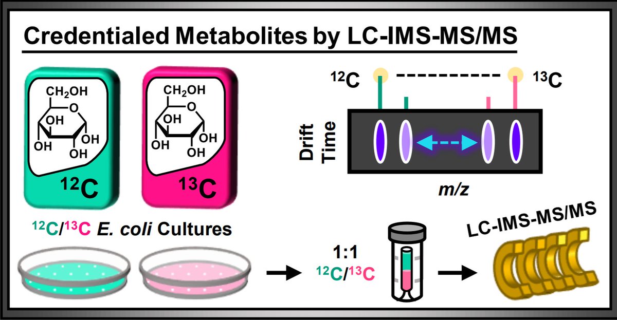 BakerLabMS's tweet image. Join us today at 1:30 pm CDT for the Metabolomics: New Technologies and Applications #ASMS2020 watch party! James will be presenting his work from a collaboration with @gjpattij&apos;s lab on credentialed E. coli metabolites by LC-IMS-MS/MS.