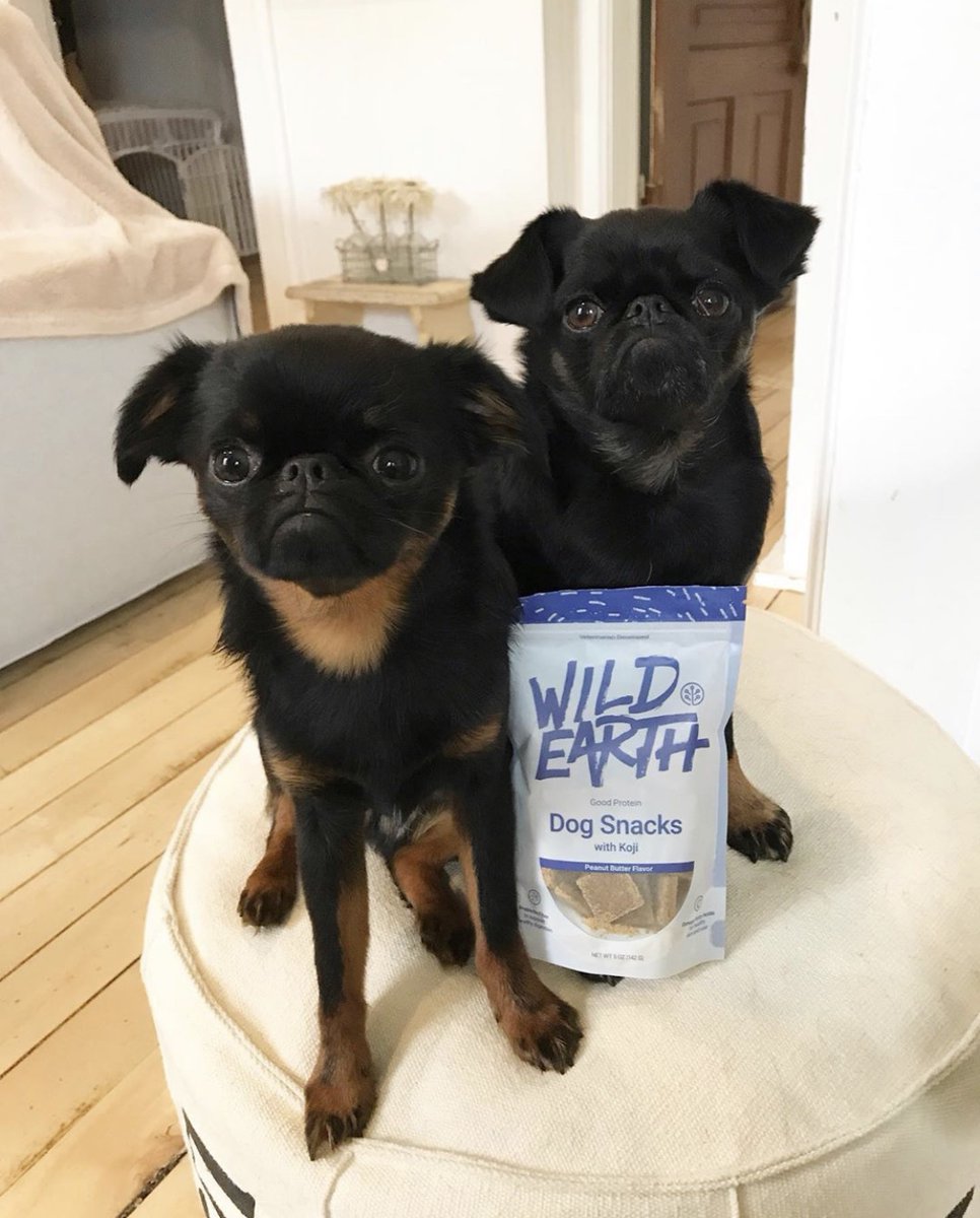 wildearthpets's tweet photo. ☹️ Well we wouldn’t be so grumpy if you just opened the gosh darn bag already! 🐾💙 Monroe & Bentley
.
📸:@the.bone.squad
.
.
#brusselsgriffon #wildearth #notapug #wildearthpets #grumpygriffons #grumpygriffon https://t.co/qwItGEIdXS