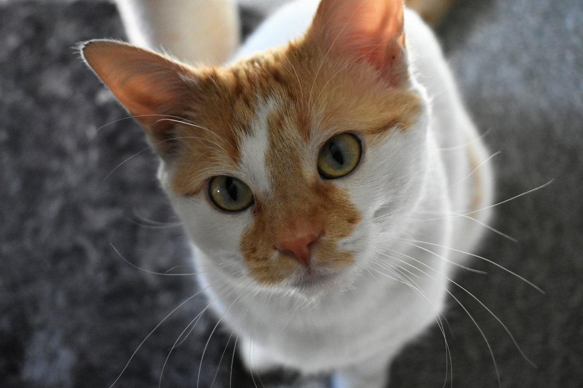 Mama has a hurty hed,
She only wants to sleep.
I gonna gib her cuddles,
And I will not make a peep.

Dere be zombees in da nite,
I finks dey is to blame.
I twied to keep her good and safe,
I not shur how dey came.

#CheddarPoetry