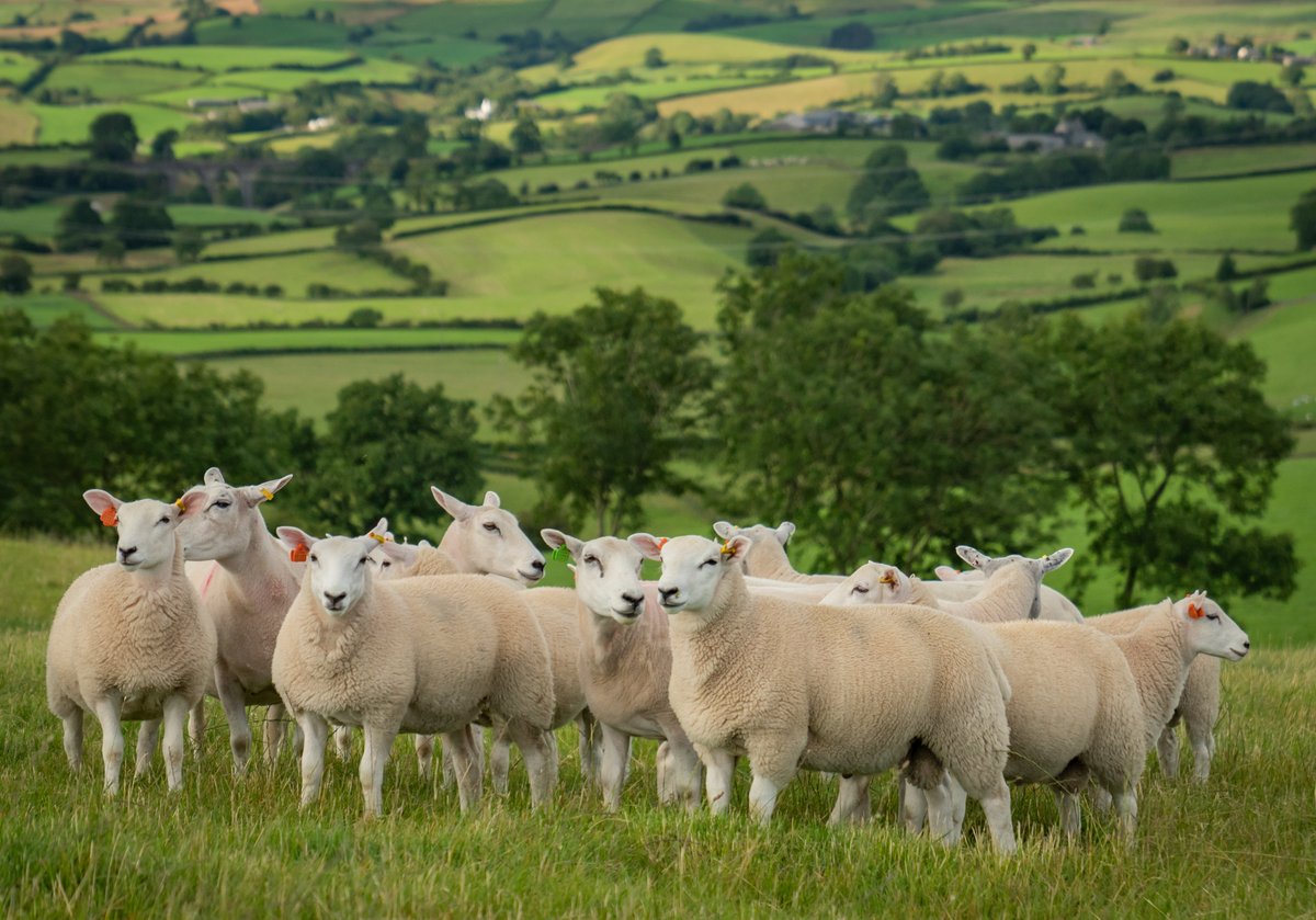 lleynsheep's tweet photo. The Lleyn Ewe - a compact ewe with known, respected MATERNAL traits https://t.co/bXR2xWzpAZ #maternalewe #breedingsheep #efficientewe https://t.co/rw9CoILu7g