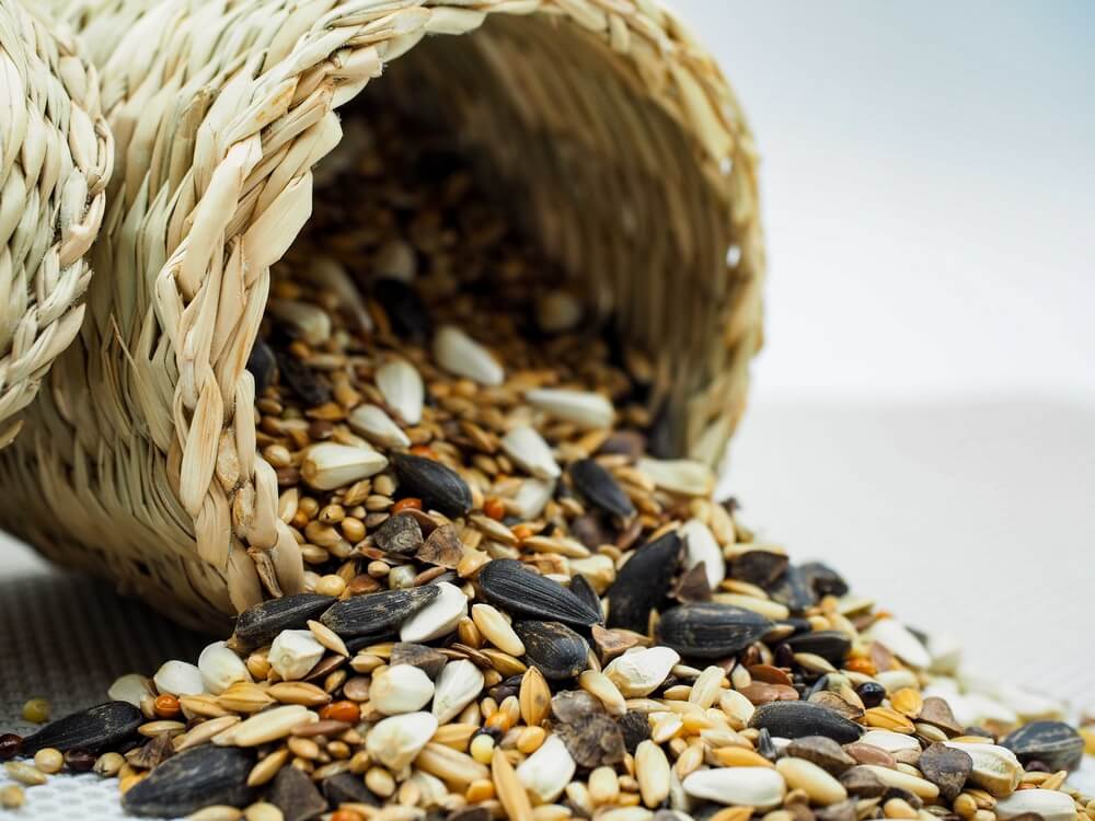 QuantumVac's tweet photo. For pet owners who have been looking for a vacuum that is perfect for cleaning bird seeds, Quantum X is for you! #quantumvacuum #quantumx #waterfiltration https://t.co/l0ugh6yG3Y