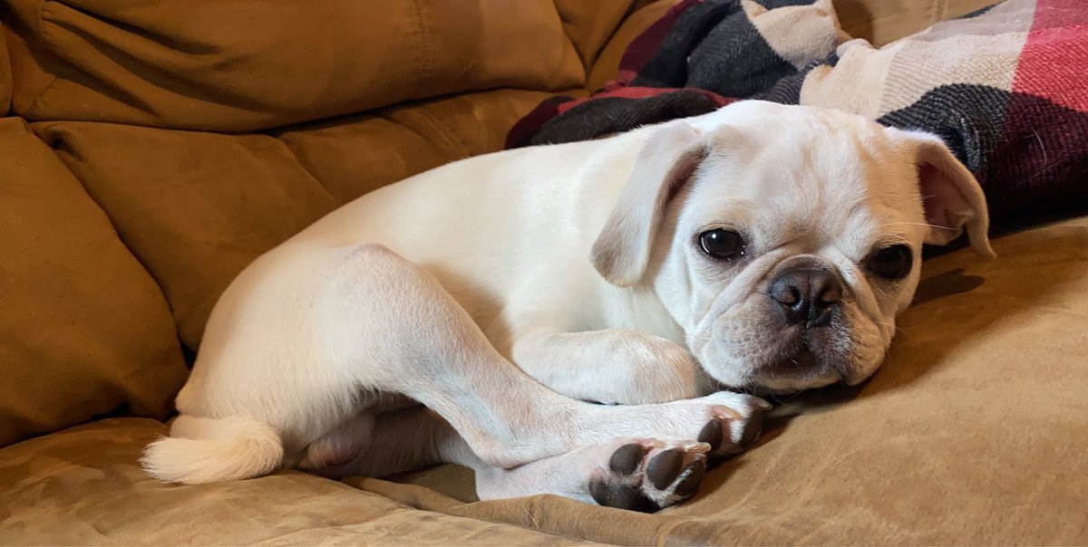 Cydni13's tweet photo. Just the cutest lil pug boy around!!
#Dougthepug https://t.co/D1VM0vOazw