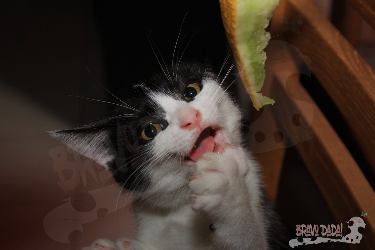 Bravo_Dada's tweet photo. I have reached over #500Followers❣️🥳 🎉🍾
Thank you so much for all your support and 💕! 🙏🥰
Here are some photos of our #cat eating melon!🐱🍈
#BravoDadaThanks for #Follows, #Retweets, #Likes and #Mentions. 🤗❤️ #TwitterFollowers #FollowThanks #ZeMoustache #CatsOfTwitter https://t.co/lWEvA90zZa