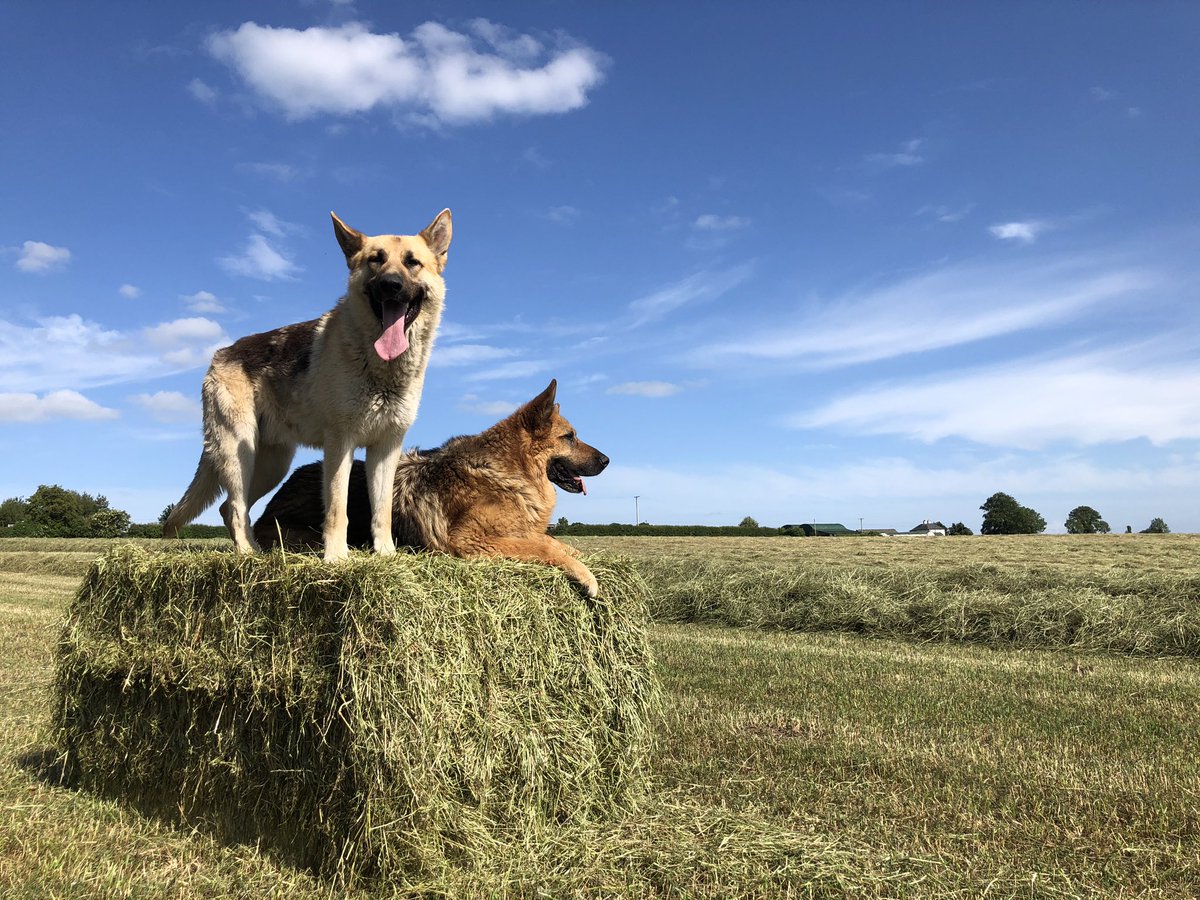 Maplehurst Farm tweet media