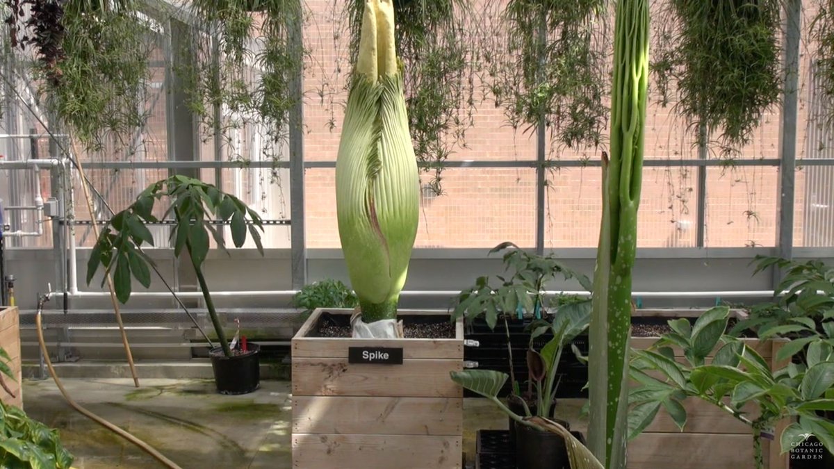 chicagobotanic's tweet photo. Spike, the titan arum, is back. Watch our live stream to see if our famous #corpseflower will bloom again soon: https://t.co/kjRmrpPwpr #CBGSpike https://t.co/P0yTjQeQmu