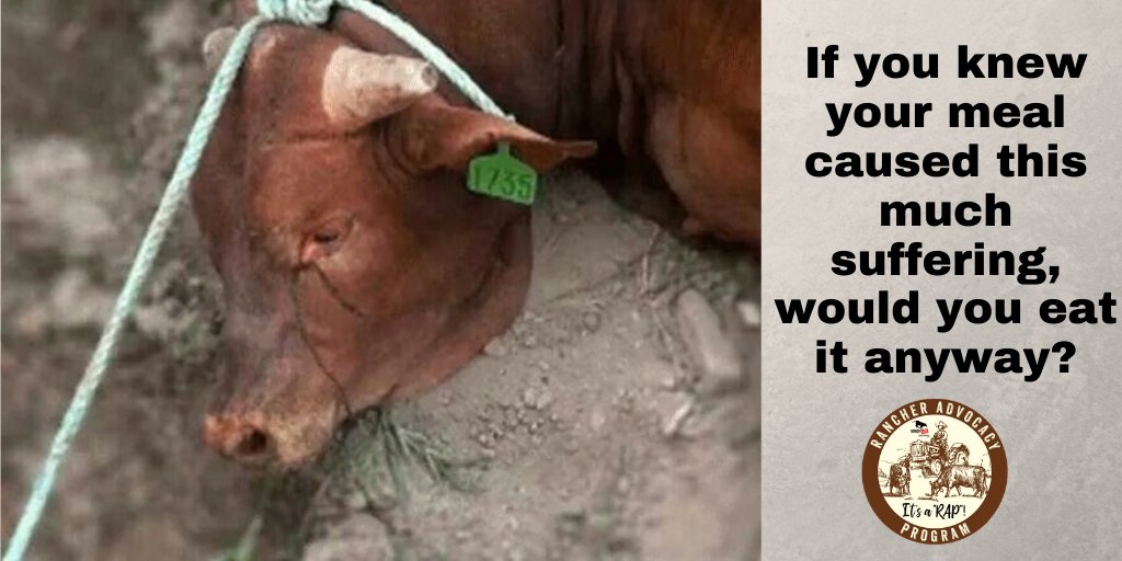 These are the images Big Ag doesn't want us to see.

With Ag Gag laws, they really try to hide them from us.

But now that we know the brutality they endure, can we still in good conscience consume them?

#animals #cows #FFA #beef #Vegan