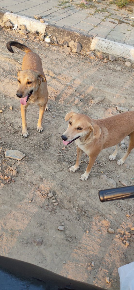 pooja_ngo's tweet photo. Be it a puppy or an adult, we take care of all our #furryfriends. Day 71 of feeding them with same love &amp; enthusiasm ♥️ #dogs #coronarelief #IndiaFightsCorona #animallove #poojaofhumanity @PetaIndia @IPSMSRandhawa @Manekagandhibjp @DCP_SHAHDARA @ShahdaraAddlDCP @theengineercop https://t.co/5aDinlc7c5