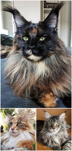 New Cat Condos tweet media