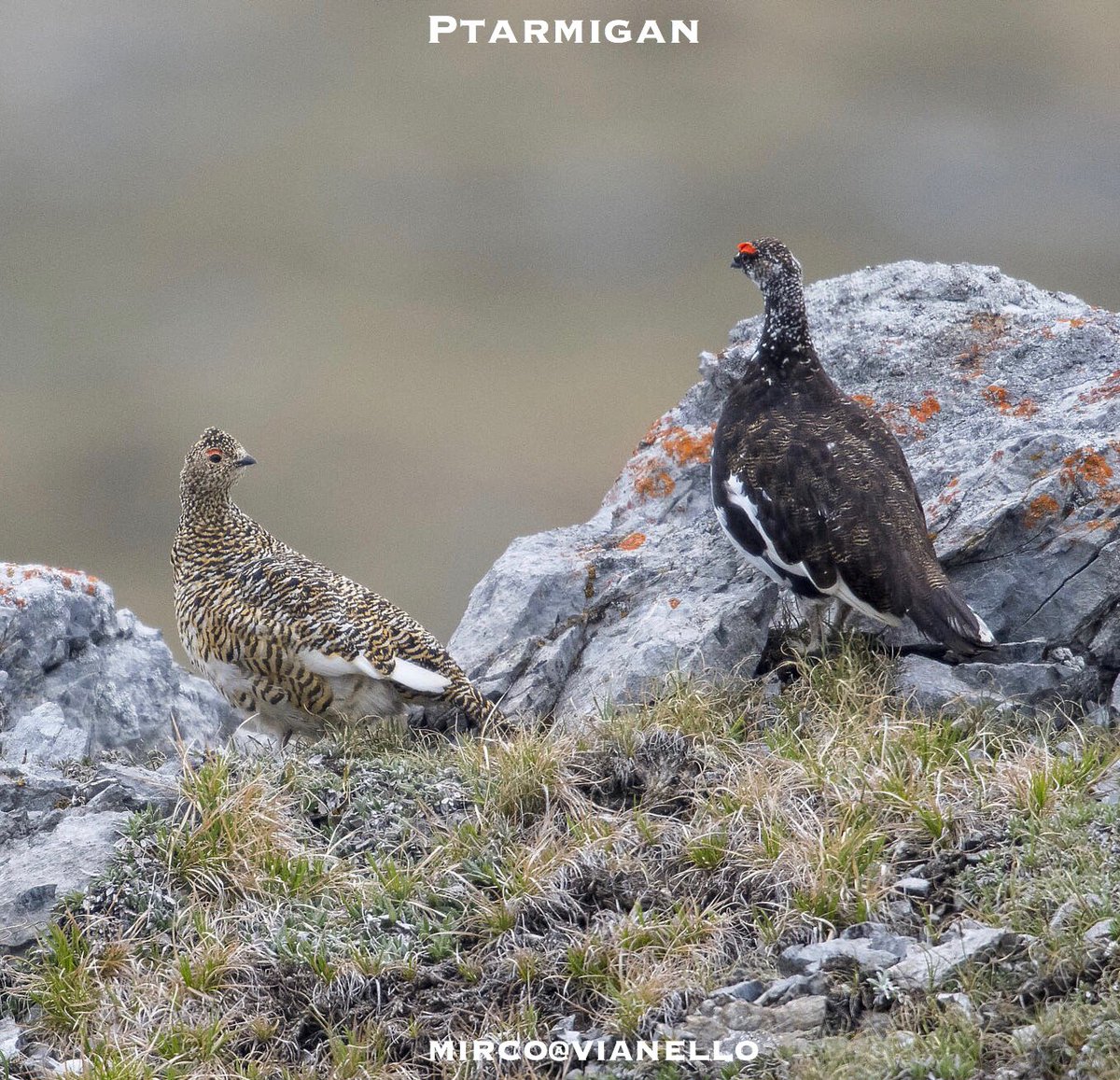 quanuaua's tweet photo. Giugno, tempo di accoppiamento per la pernice bianca, a sinistra la femmina.
#ptarmigan #pernicebianca #alpinebirds #birds #birdwatching #nature #wildlife
Scopri di più sulla pernice bianca su:
https://t.co/UhiUOgmpPB https://t.co/T4xjaKcizm