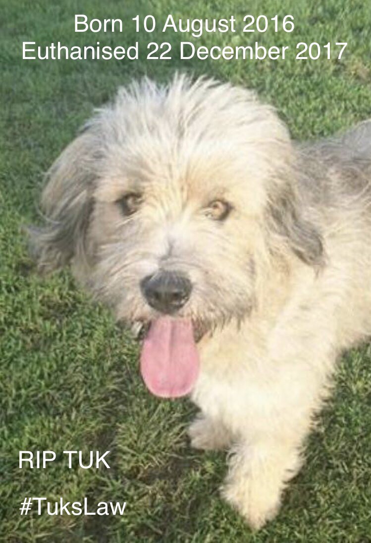 scanme_tukslaw's tweet image. Please support #TuksLaw and make it mandatory for healthy animals to be scanned for rescue back up prior to euthanasia

We have until the 4 September to reach 100k signatures

petition.parliament.uk/petitions/3000… #TuksLaw

👉2 can sign from 1 email address👈 @rickygervais @Sam_Womack @afneil